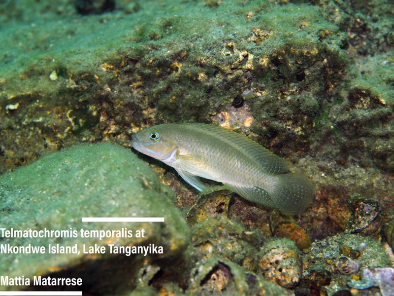 Telmatochromis cf. temporalis 'Nkondwe Island'